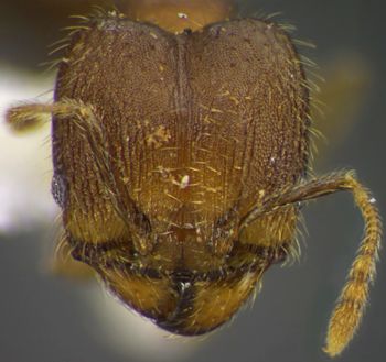 Media type: image;   Entomology 34343 Aspect: head frontal view